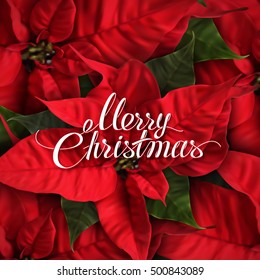 Merry Christmas. Vector Holiday Illustration With Lettering Label And Red Poinsettia Flowers