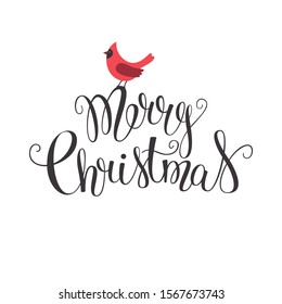 Merry Christmas-hand drawn vector lettering and red cardinal bird isolated on white background. Handmade illustration for greeting cards, Invitations, posters, banners, stationery.