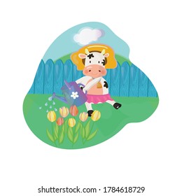 Merry cow watering tulips with can. Springtime outdoor scene. vector illustration.
