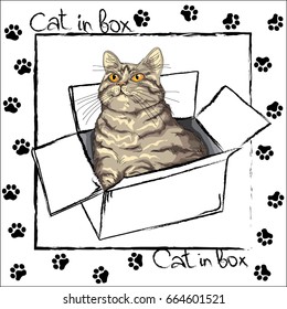 Merry postcard with an important cat in the box.