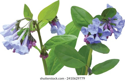 Mertensia virginica (Virginia Bluebells) Native North American Woodland Wildflower Isolated