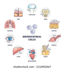 Mesenchymal stem cells multiple differentiation potential outline diagram. Labeled educational anatomical multipotent signaling examples with stromal cells variety in human body vector illustration.