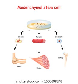 Mesenchymal stem cells are multipotent stromal cells. differentiate into osteoblast (bone), chondrocyte (cartilage), myocytes (muscle)