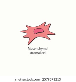 Mesenchymal stromal cell medical science illustration