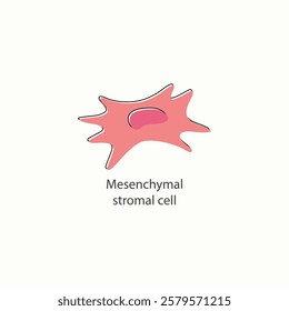 Mesenchymal stromal cell medical science illustration