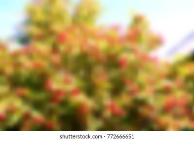 mesh background defocused tree with green crown and red berry on the sky background