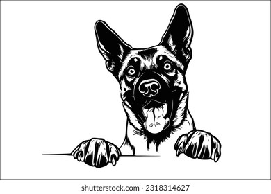 Mesmerizing Belgian Malinois dog peeking, with its alert expression and confident stance, embodying loyalty and versatility