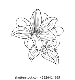 Mesmerizing Lily Flower Presented on a Clean White Background