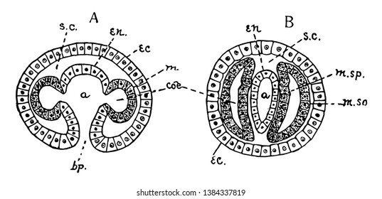 Mesoderm formed by pouches from entoderm after gastrulation, vintage line drawing or engraving illustration.