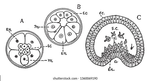 Mesoderm is one of the three primary germ layers in the very early embryo, vintage line drawing or engraving illustration.