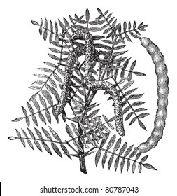 Mesquite (Prosopis glandulosa) or Honey Mesquite, vintage engraved illustration.  Trousset encyclopedia (1886 - 1891).
