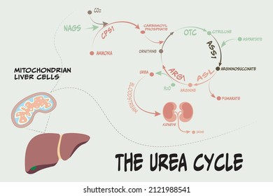 Metabolic Pathway The Urea Cycle