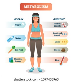 Metabolism Concept Vector Illustration Diagram, Biochemical Body Cycle Processing Oxygen, Water, Food And Chemical Energy.