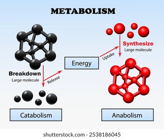 Diagrama do metabolismo. Processo metabólico. Reações químicas que sustentam a vida em um organismo vivo