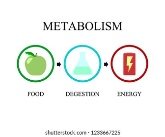 Metabolism Icon Vector