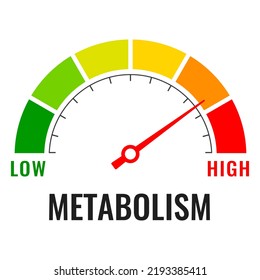 Metabolism level meter, vector illustration on white background. Gauge indicates the high level of metabolism.