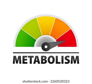Metabolism level scale, speedometer, indicators. Metabolism medical.