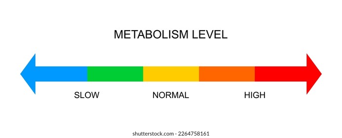 Metabolism meter horizontal scale. Metabolic levels from slow to high. Colorful chart with opposite arrows to determine how quickly body converts food and drink into energy. Vector flat illustration