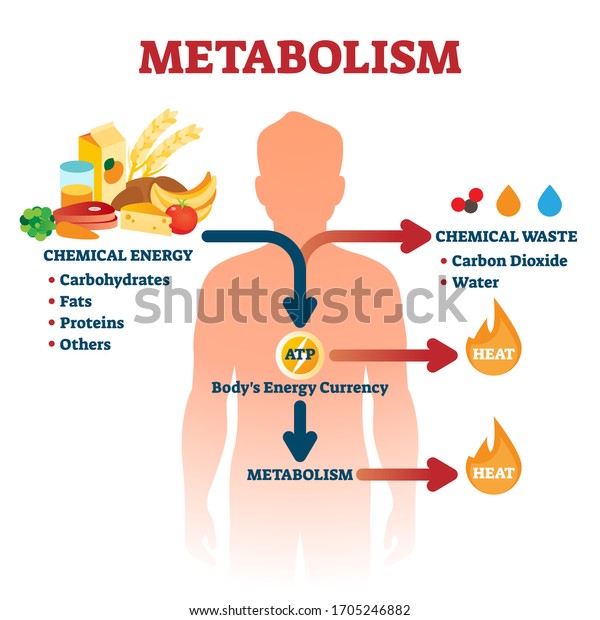 Metabolism vector illustration. Labeled\
chemical energy educational scheme. Explanation diagram with food\
carbohydrates, fats and proteins reactions to create ATP and heat.\
Biological diet\
infographic