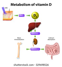 metabolism of vitamin D. synthesis of vitamin D3 in humans begins in the skin