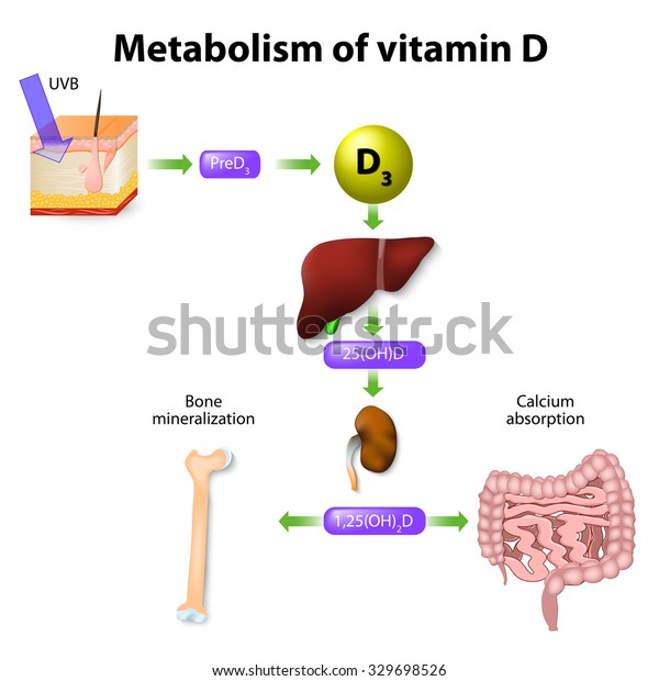 Metabolism Vitamin D Synthesis Vitamin D3 Stock Vector