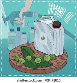 Metal Jerrycan of Tamanu oil and fruits and leaves of Calophyllum plant. Filling at gas petrol station. Natural vegetable oil used for fuel production. Vector illustration