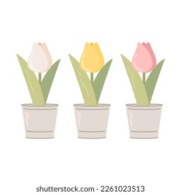 Metal pots with tulips isolated on white background. Garden equipment, tool. Seasonal garden work. Spring vector llustration.