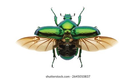 A Metallic Green Beetle With Wings Fully Spread, Isolated on White Background