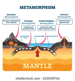 Metamorphism vector illustration. Labeled minerals geologic structure change process. Diagram with regional, dynamic, hydrothermal and contact forces. Tectonic volcano activity force types comparison