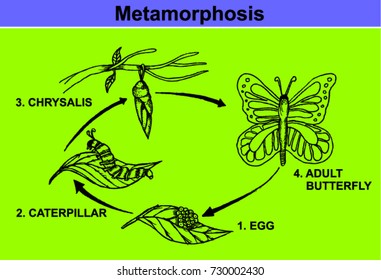 metamorphosis, butterfly