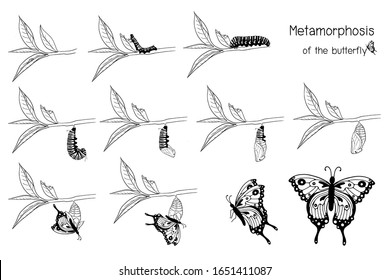  The metamorphosis of the butterfly ( egg, caterpillar, pupa, butterfly )