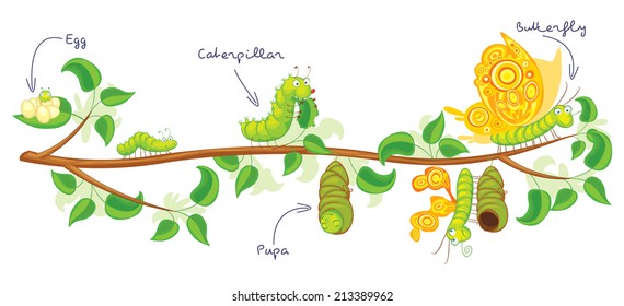 The metamorphosis of the butterfly ( egg, caterpillar, pupa, butterfly ). Life cycle. Funny cartoon character. Vector illustration. Isolated on white background