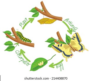 The metamorphosis of the butterfly ( egg, caterpillar, pupa, butterfly ). Life cycle. Vector illustration. Isolated on white background