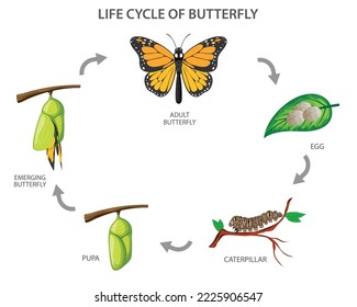 The metamorphosis of the butterfly,  egg, caterpillar, pupa, butterfly. Life cycle of butterfly Vector illustration