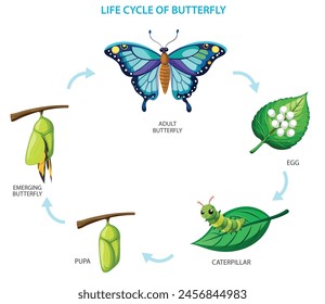 La metamorfosis de la mariposa, huevo, oruga, pupa, mariposa. De huevo a oruga, de crisálida a mariposa. Ciclo de vida de la Ilustración vectorial mariposa