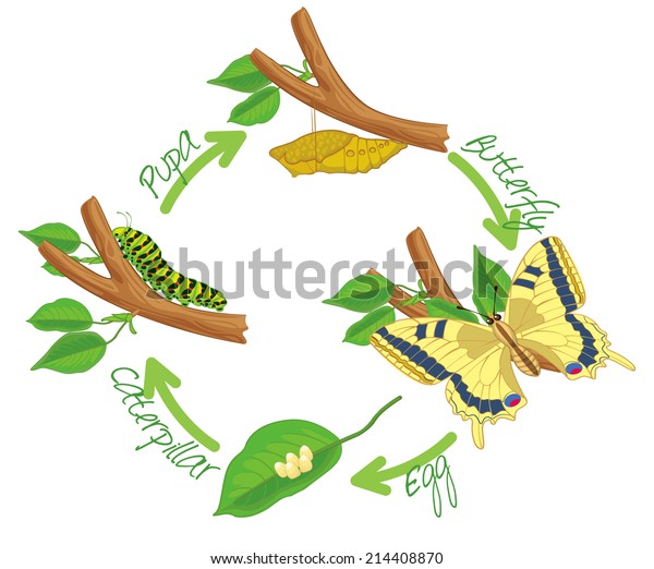 蝶の変態 卵 毛虫 蛹 蝶 ライフサイクル ベクターイラスト 白い背景に分離型 のベクター画像素材 ロイヤリティフリー