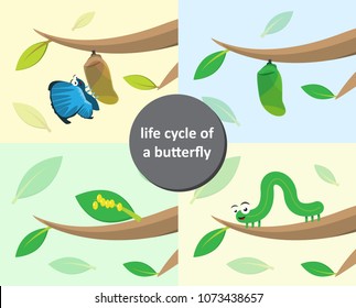The metamorphosis of the butterfly. (eggs, caterpillar, pupa, butterfly). Metamorphosis. Educational biology for kids. Cartoon vector adorable 
illustration in flat style