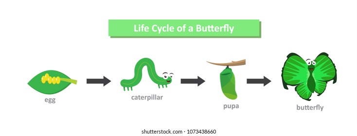 949 Insect lifecycle Images, Stock Photos & Vectors | Shutterstock