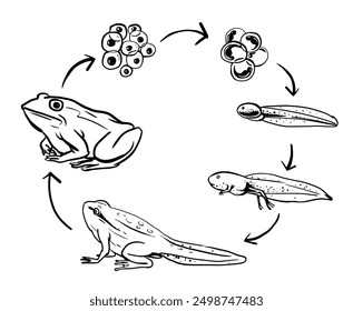 metamorphosis of egg tadpole frog illustration