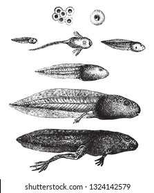 The metamorphosis of the frog, Which is the lower view, vintage engraved illustration. From Deutch Vogel Teaching in Zoology.
