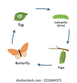 Metamorphosis or life cycle of butterfly from eggs, caterpillar, pupa to a butterfly 