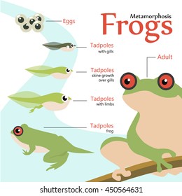 Metamorphosis Life cycle of a frog Vector illustration