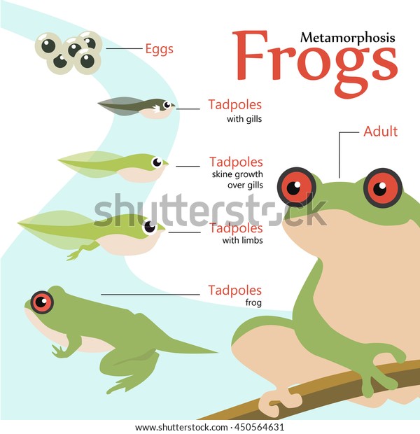 Metamorphosis Life Cycle Frog Vector Illustration 库存矢量图 免版税