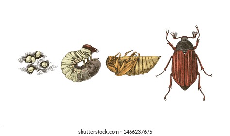 Metamorphose von Maybug. 4 Stufen von Cockchafers - Melolontha Melolontha - Lebenszyklus. handgezeichnete Vektorgrafik