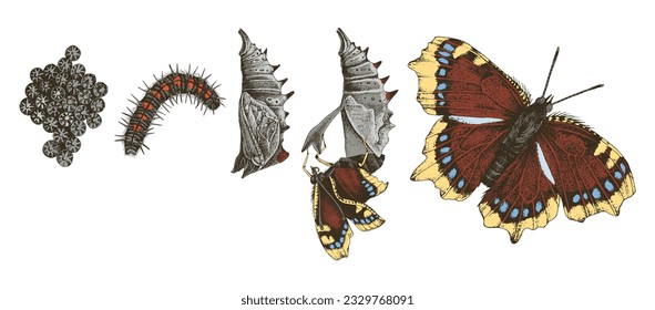 Metamorphosis of the Mourning Cloak