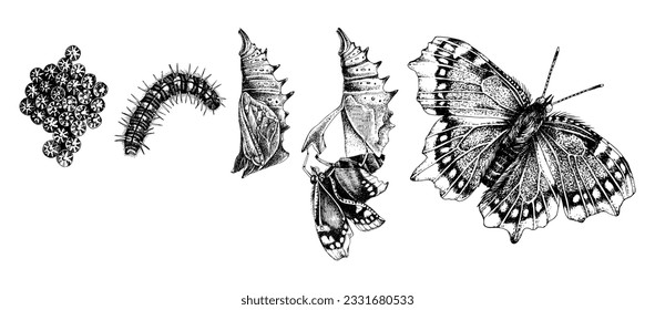 Metamorphosis of the Mourning Cloak