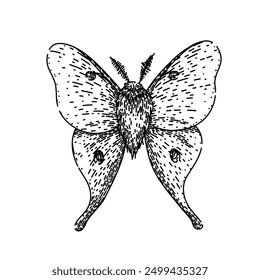 metamorphosis night moth hand drawn. lepidoptera scales, flutter crepuscular, pheromones chrysalis metamorphosis night moth vector sketch. isolated black illustration