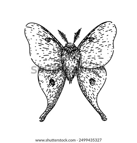 metamorphosis night moth hand drawn. lepidoptera scales, flutter crepuscular, pheromones chrysalis metamorphosis night moth vector sketch. isolated black illustration