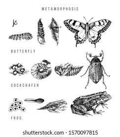 Metamorphosis of the swallowtail, cockchafer and frog. Hand drawn vector illustration in retro style.