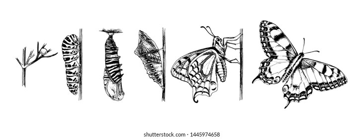 Metamorphosis of the Swallowtail - Papilio machaon - butterfly. 6 studies of changes. Hand drawn vector illustration